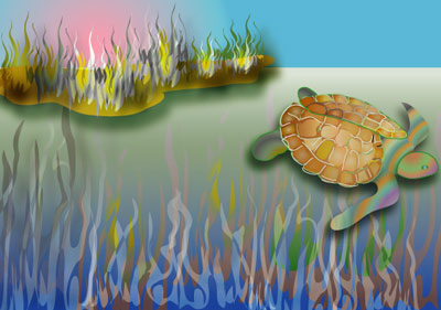 Turtle - Graphic Design with Adobe Illustrator