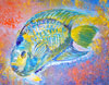 Fish 2008